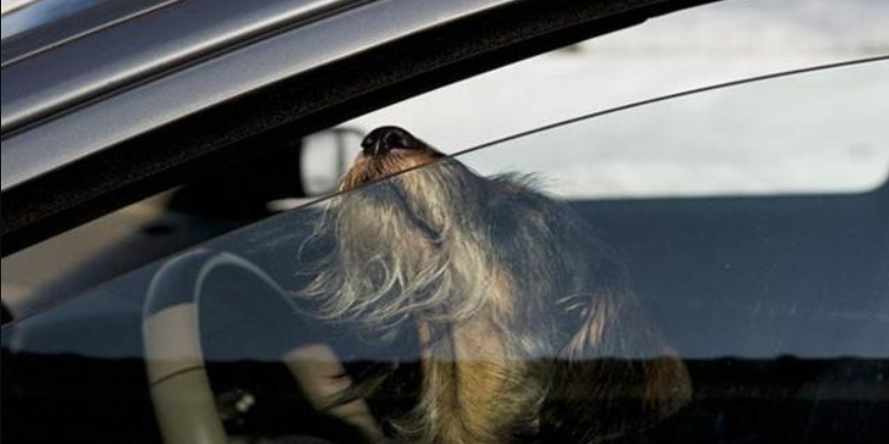 Torino, cani in auto