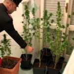 Roma, serra di marijuana in bagno, 19enne arrestato