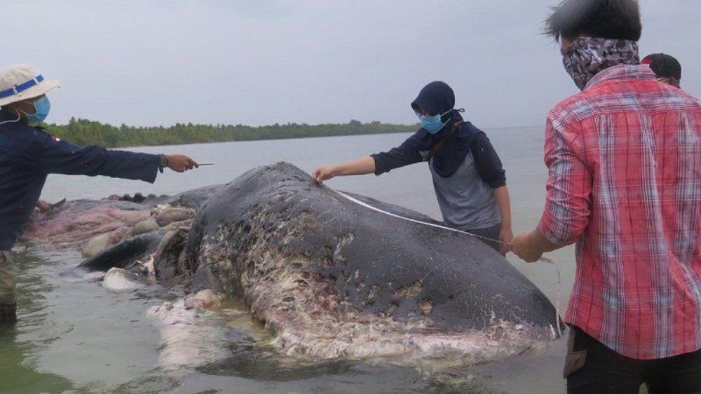 Indonesia: capodoglio trovato morto lungo la costa.