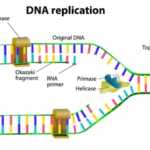 DNA-Replication