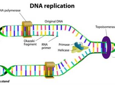 DNA-Replication