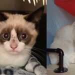 foto gatti dopo adozione