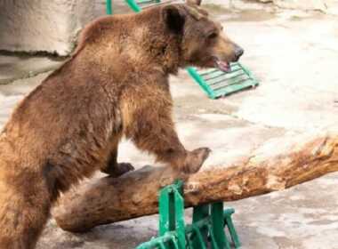 Zoo mamma getta figlia nella gabbia dell'orso