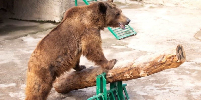 Zoo mamma getta figlia nella gabbia dell'orso