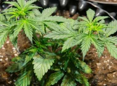 Moncalieri 23enne coltiva marijuana nell'orto del nonno