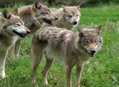 Rimini donna accerchiata dai lupi